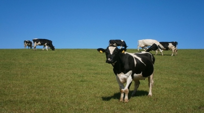 ANM'S Farm
