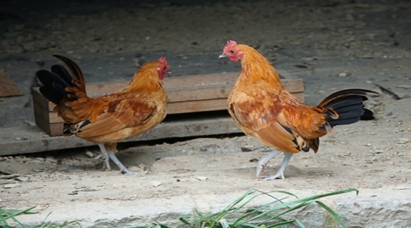 ANM'S Farm