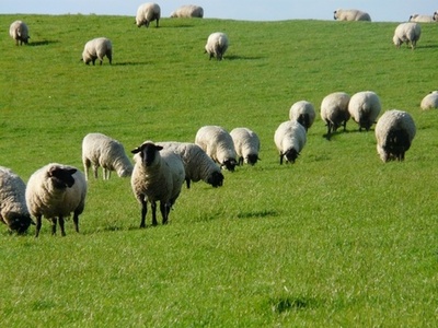 ANM'S Farm